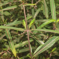 Barleria lupulina Lindl.